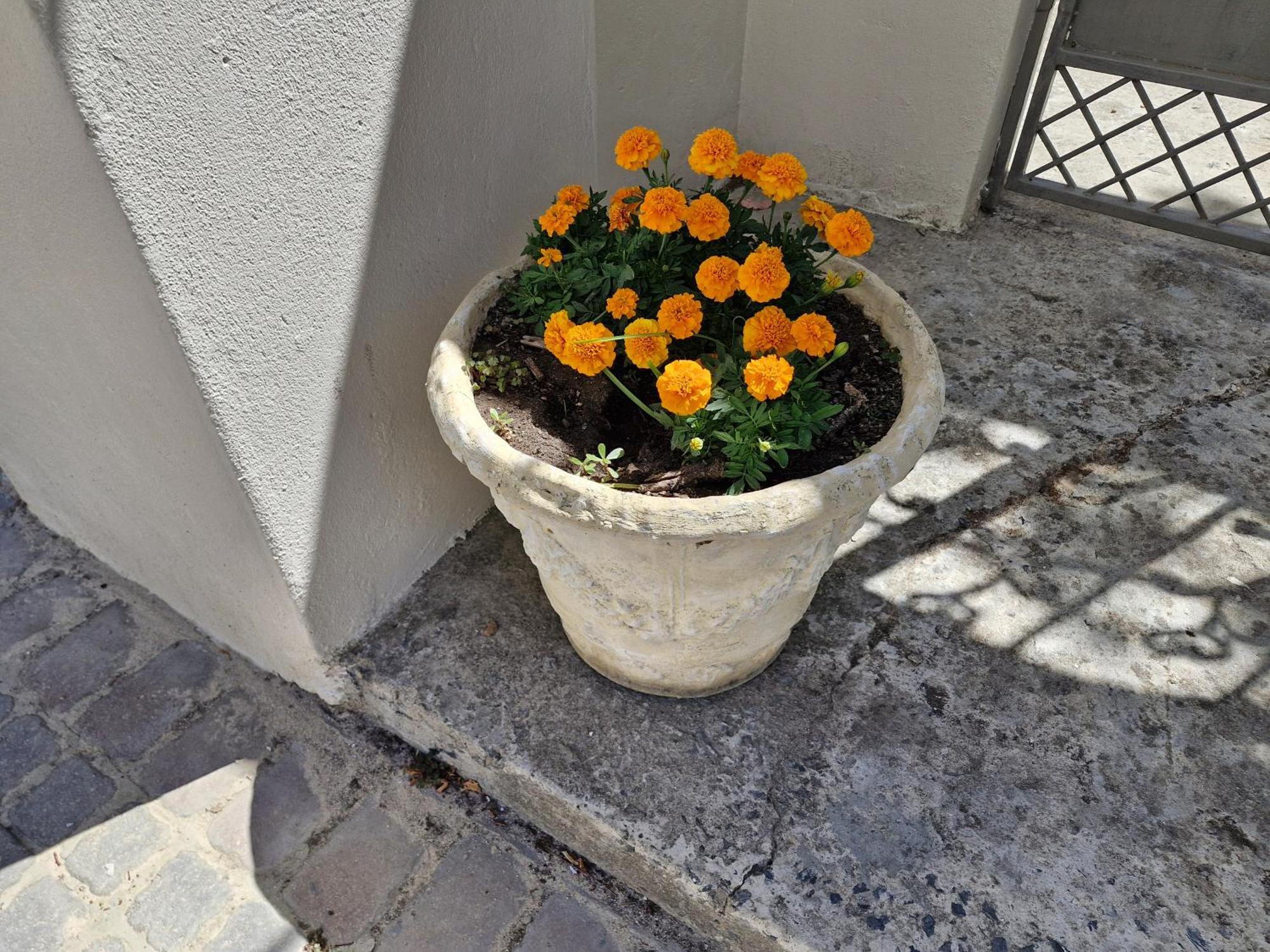 サマーセット・ウェストThe Botanical Houseアパートメント エクステリア 写真